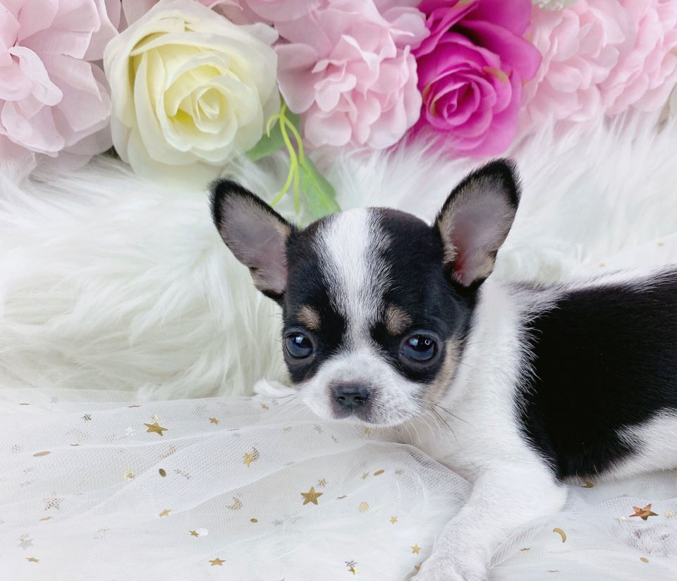 치와와 분양합니다