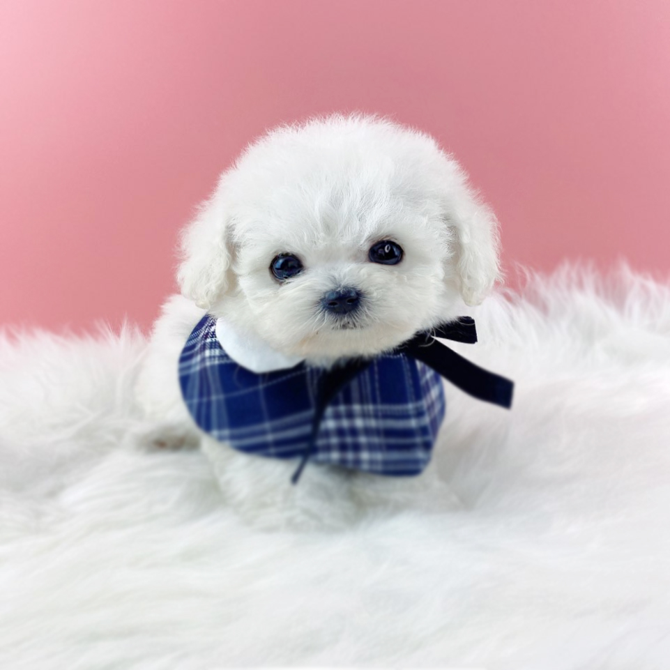 미니비숑 분양합니다