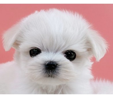 말티즈 분양합니다