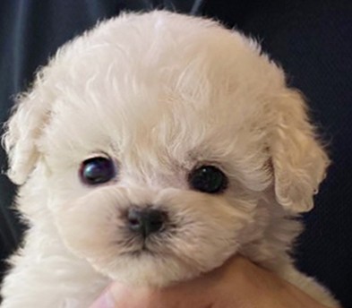 미니비숑 분양합니다