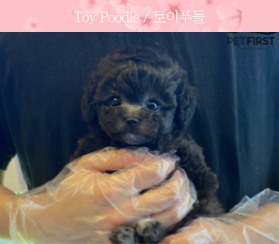 토이푸들 분양합니다