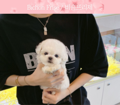 미니비숑 분양합니다