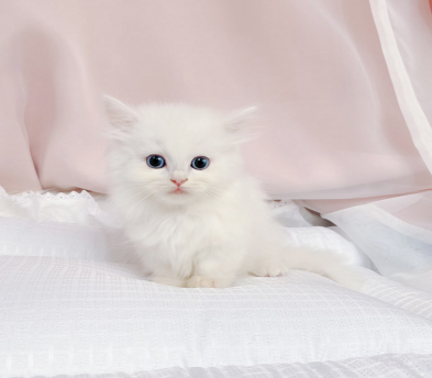 먼치킨(20만원부터)