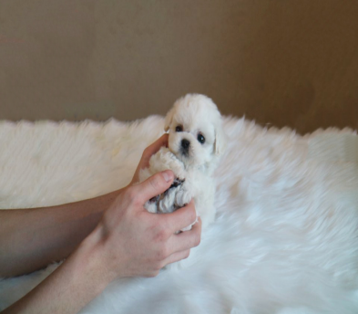 미니비숑 분양합니다