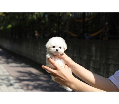 미니비숑 분양합니다