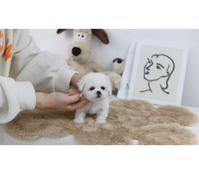 미니비숑 분양합니다