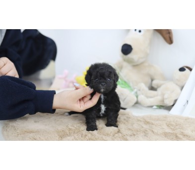 토이푸들 분양합니다