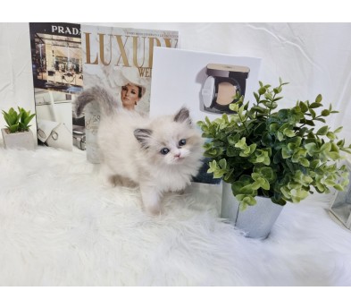 렉돌 분양합니다