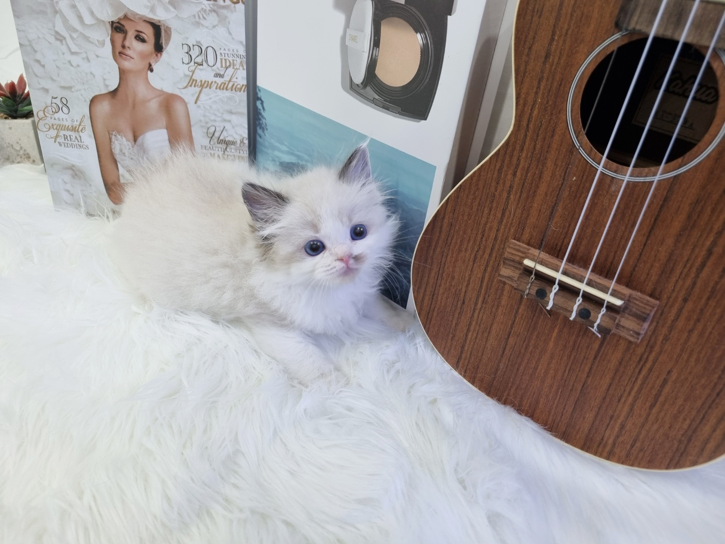 렉돌 분양합니다