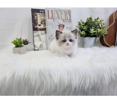 렉돌 분양합니다