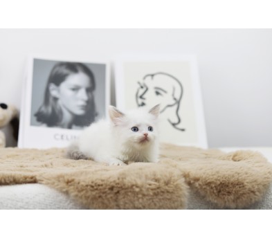 렉돌 분양합니다