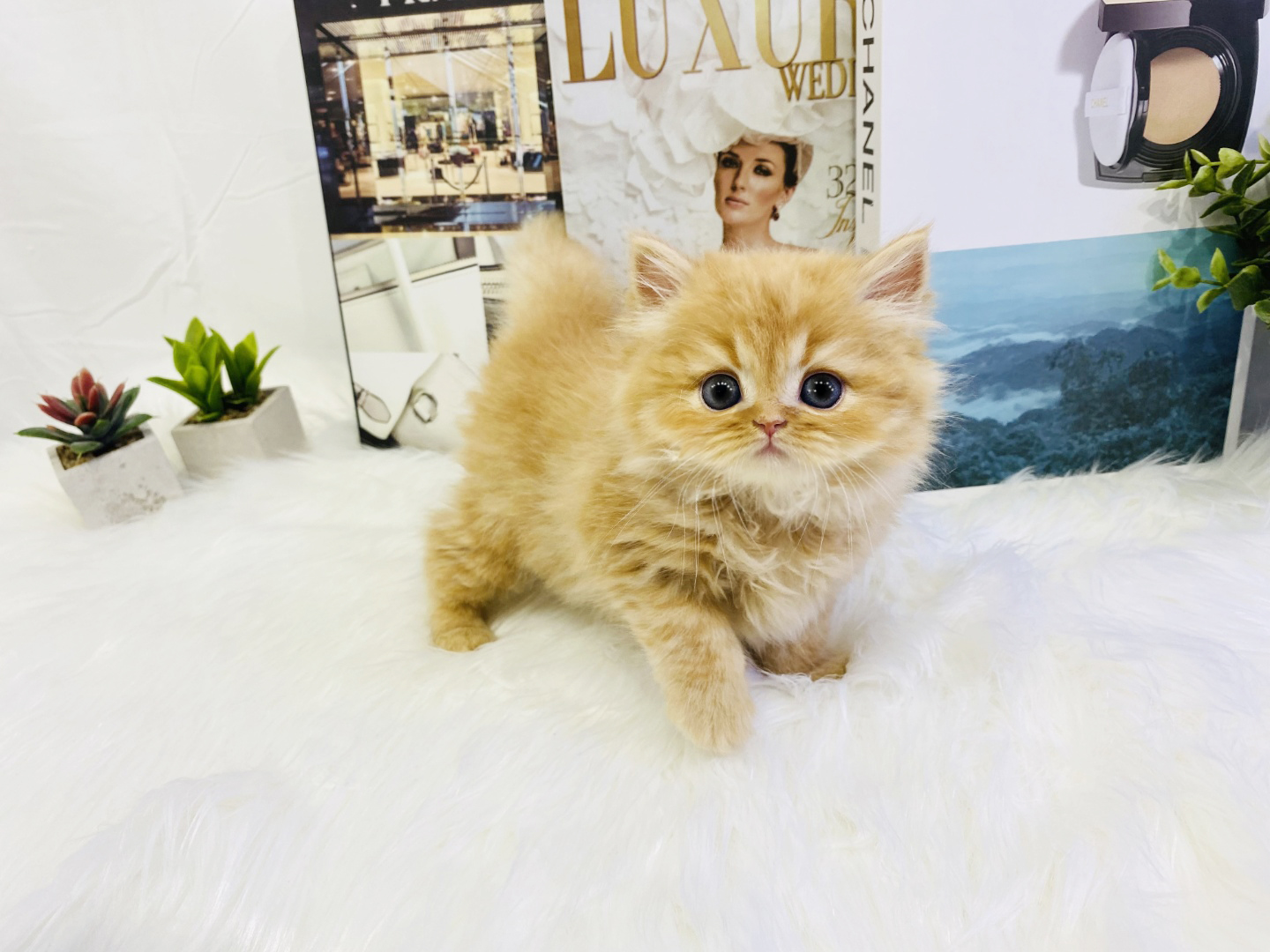 먼치킨(20만원부터)