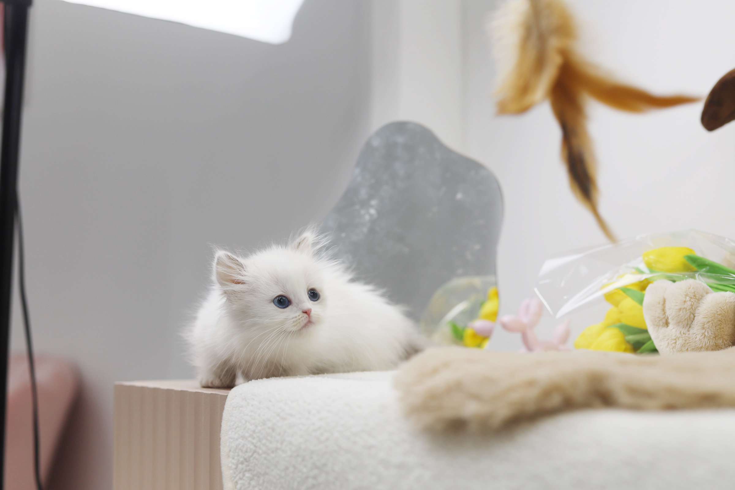 먼치킨(20만원부터)