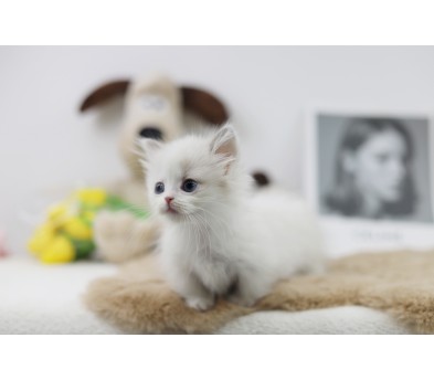 먼치킨(20만원부터)