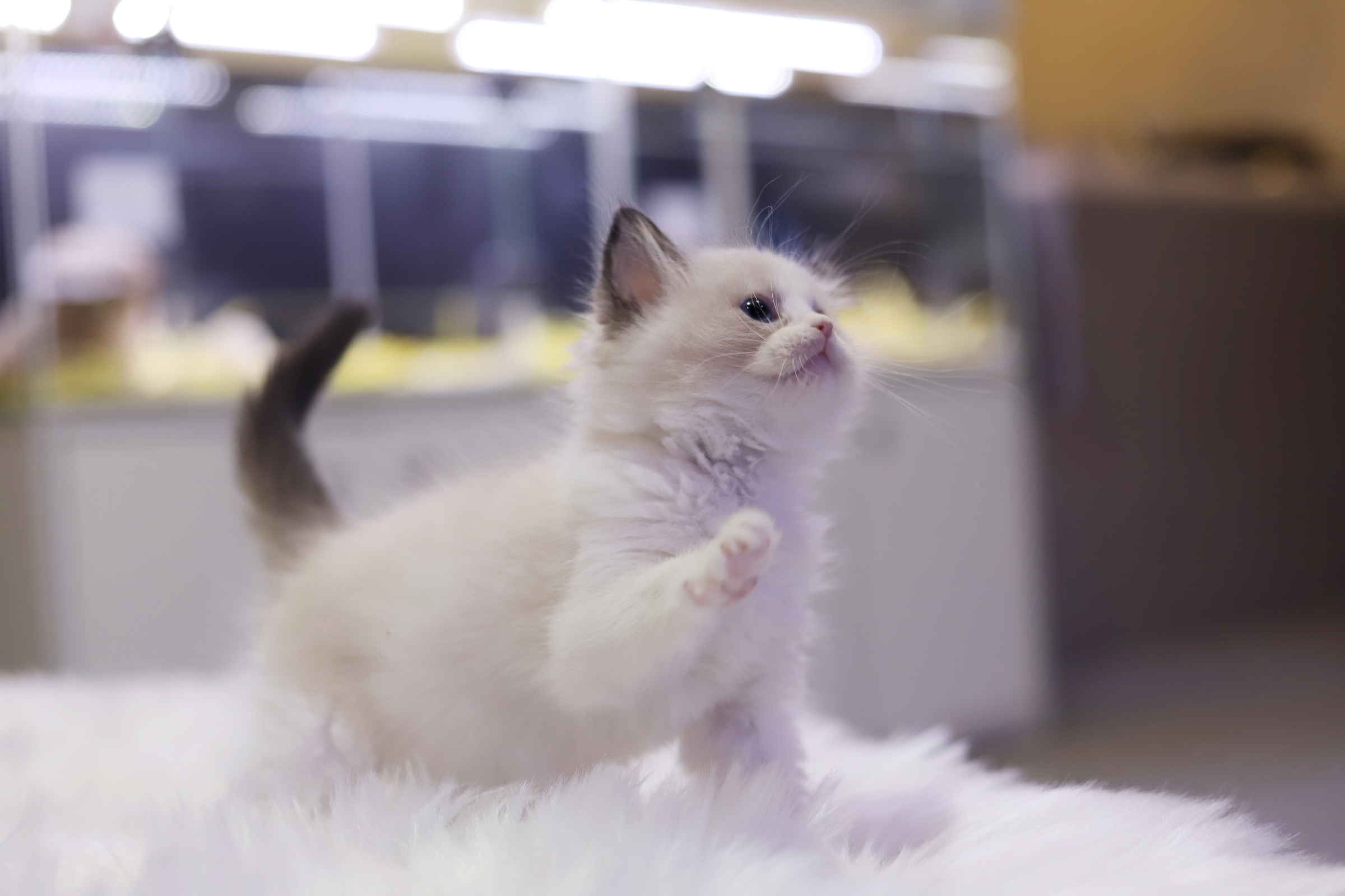 렉돌 분양합니다