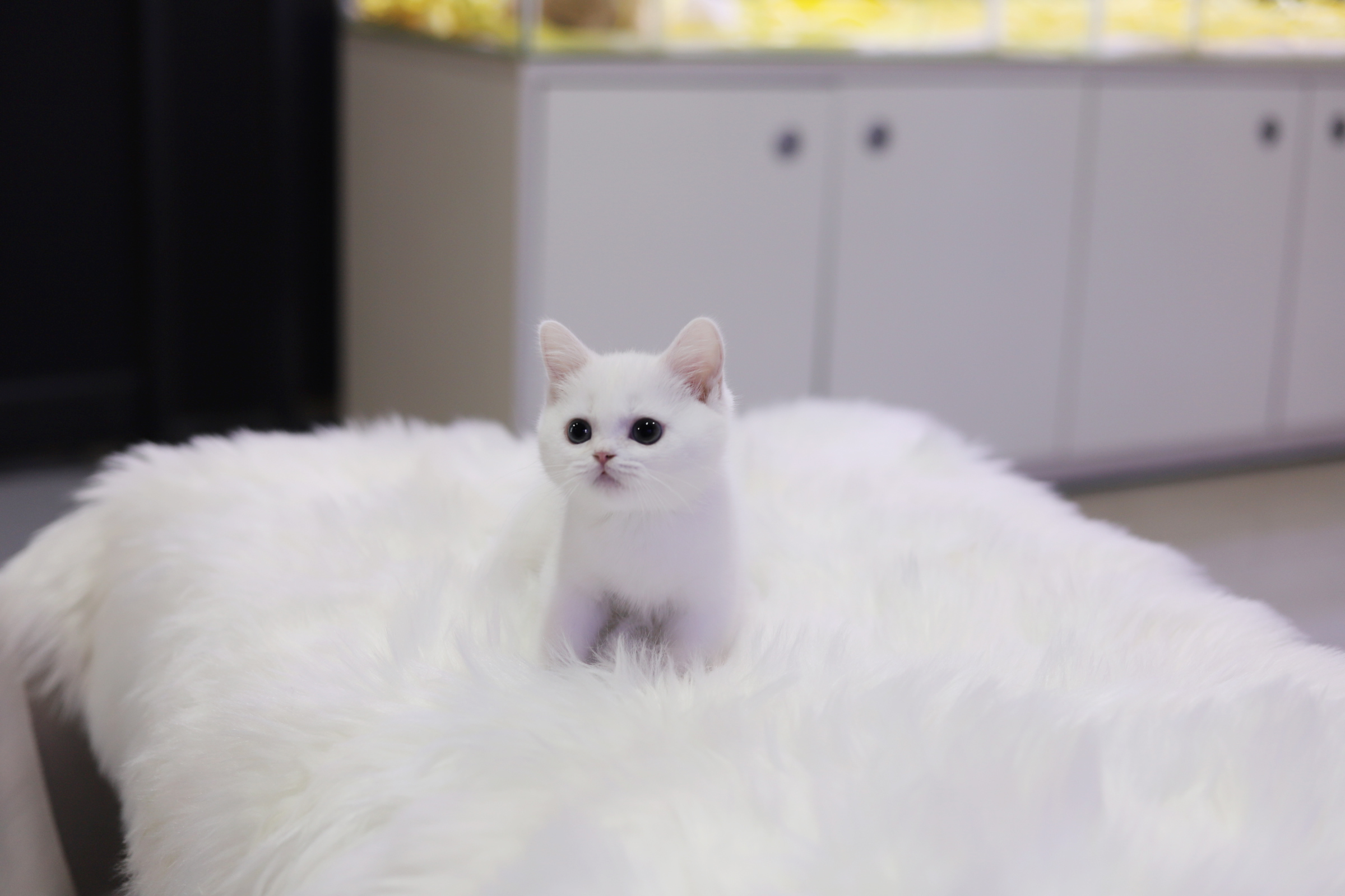 브리티쉬숏헤어 분양합니다