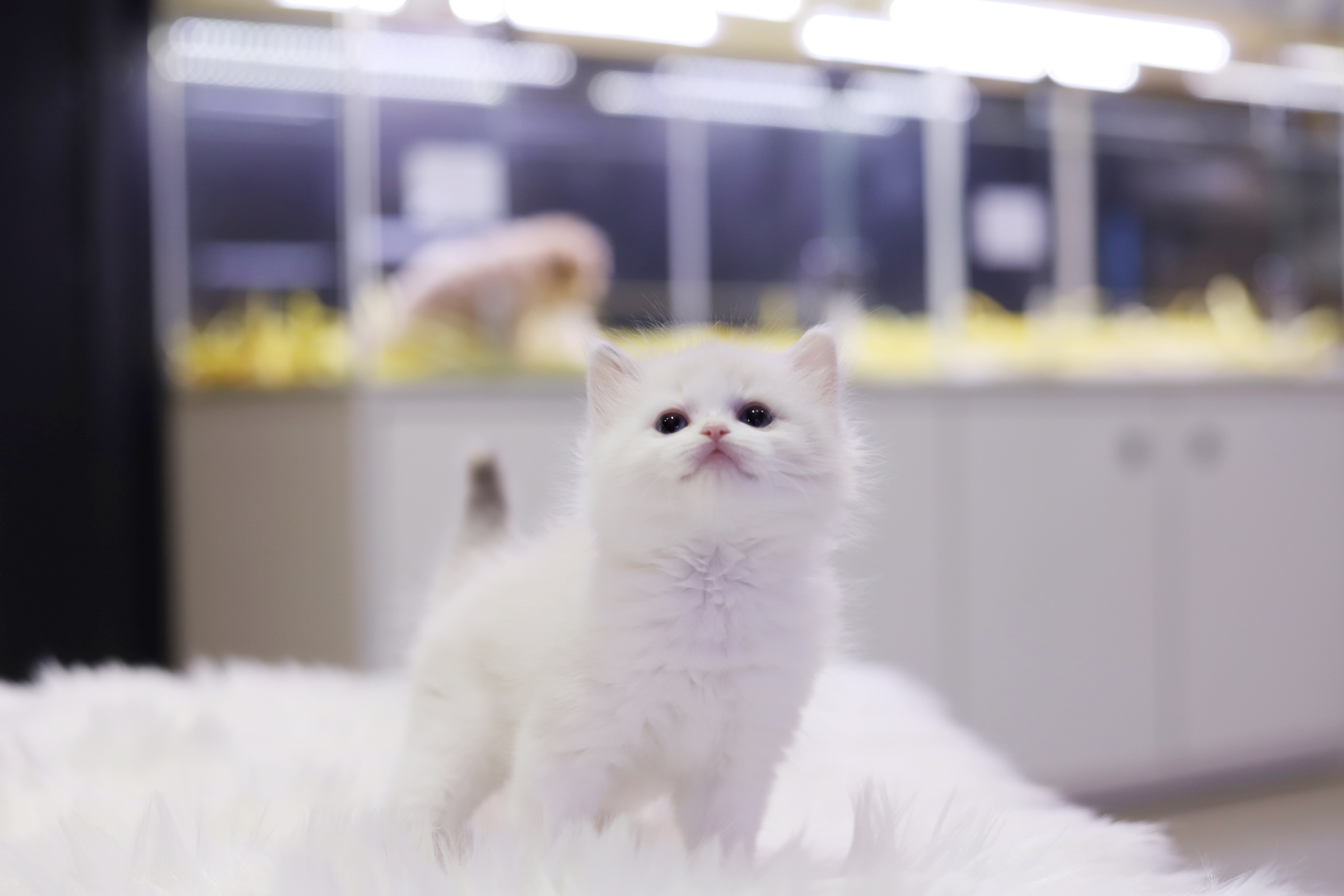 렉돌 분양합니다