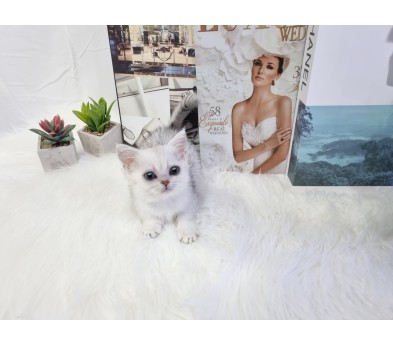 먼치킨(20만원부터)