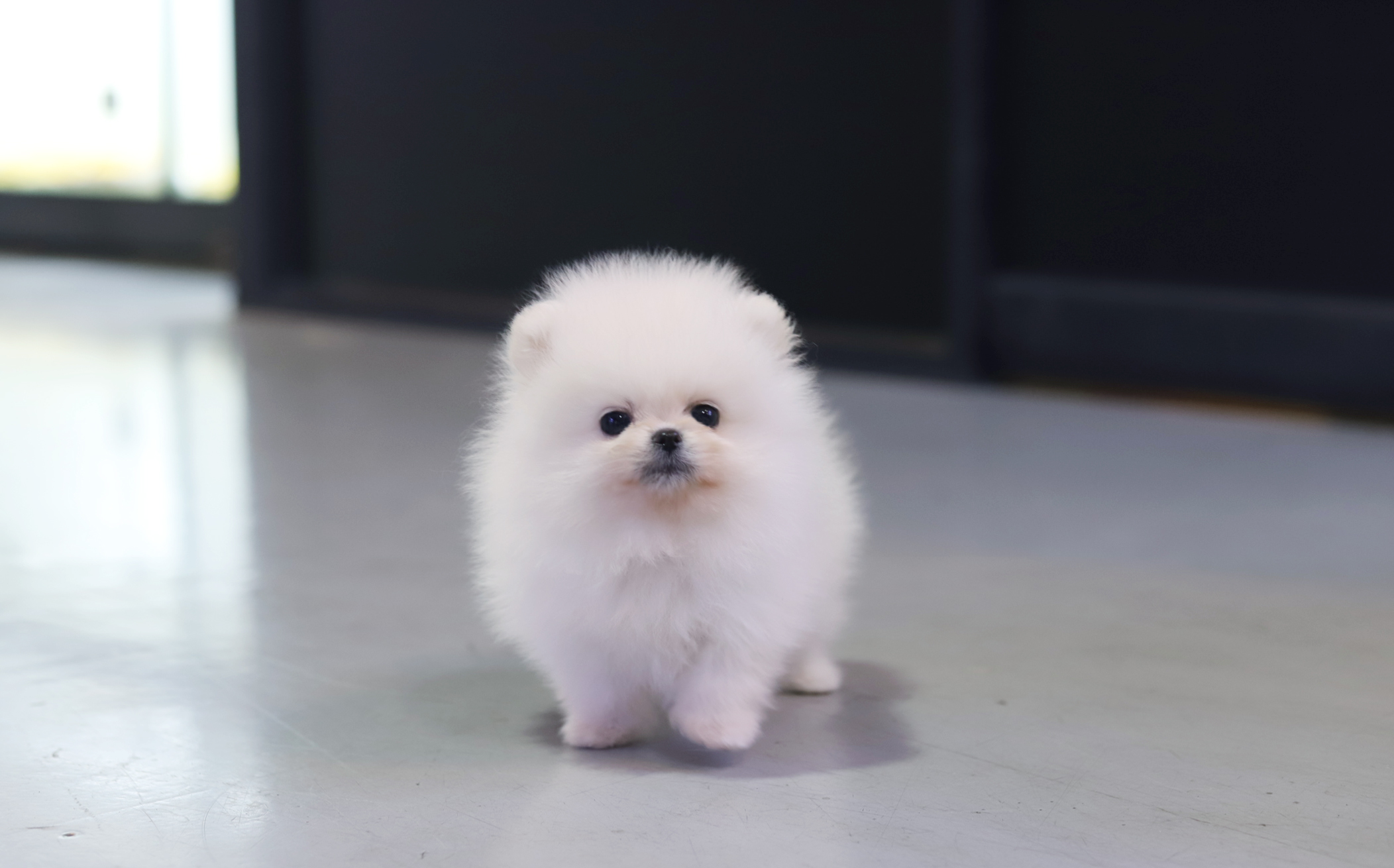 포메라니안 분양합니다