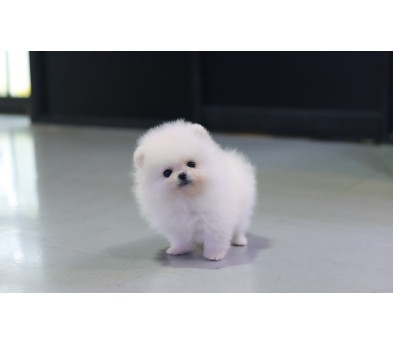 포메라니안 분양합니다