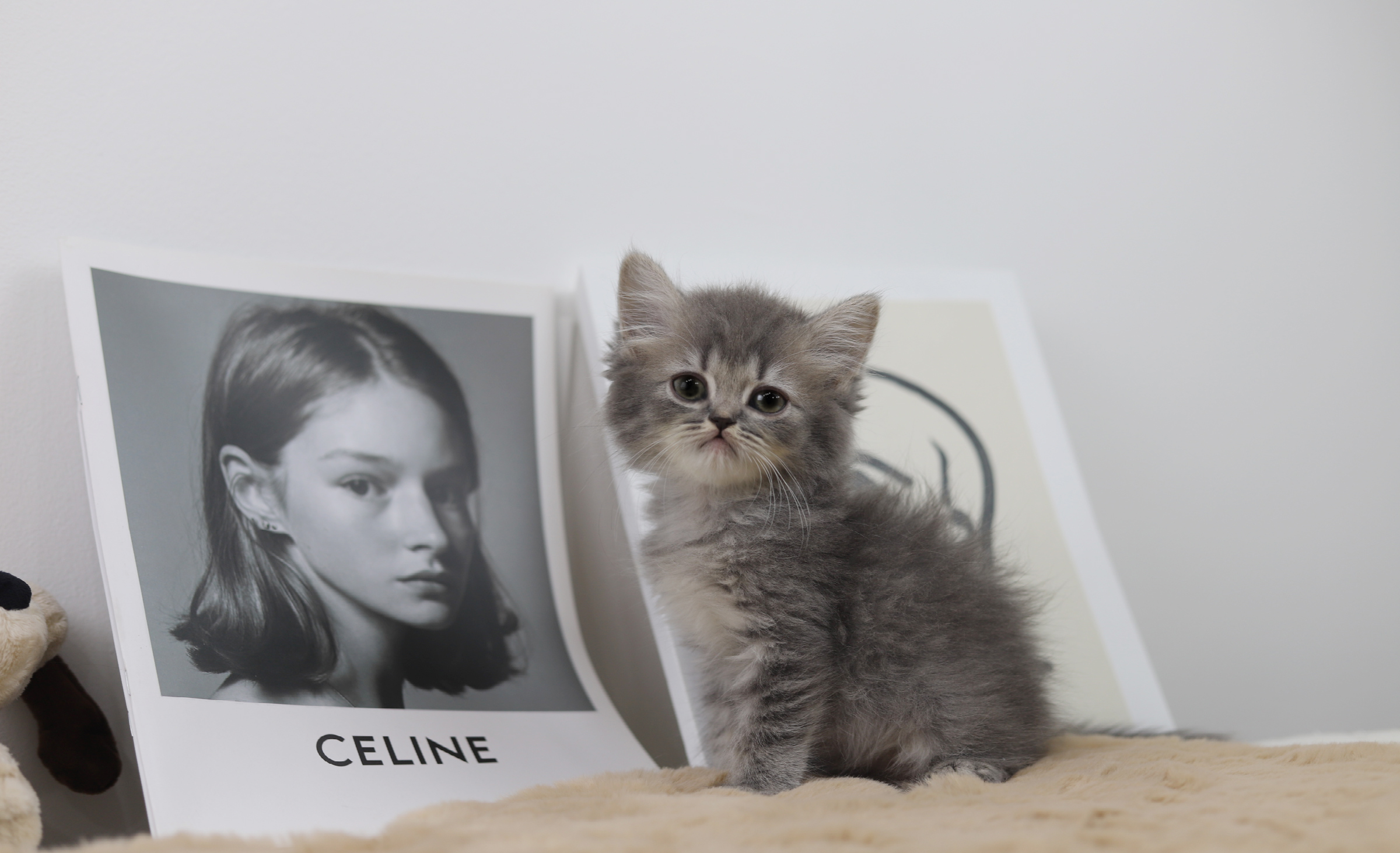 브리티쉬롱헤어 분양합니다