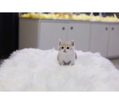 먼치킨분양(20만원부터)