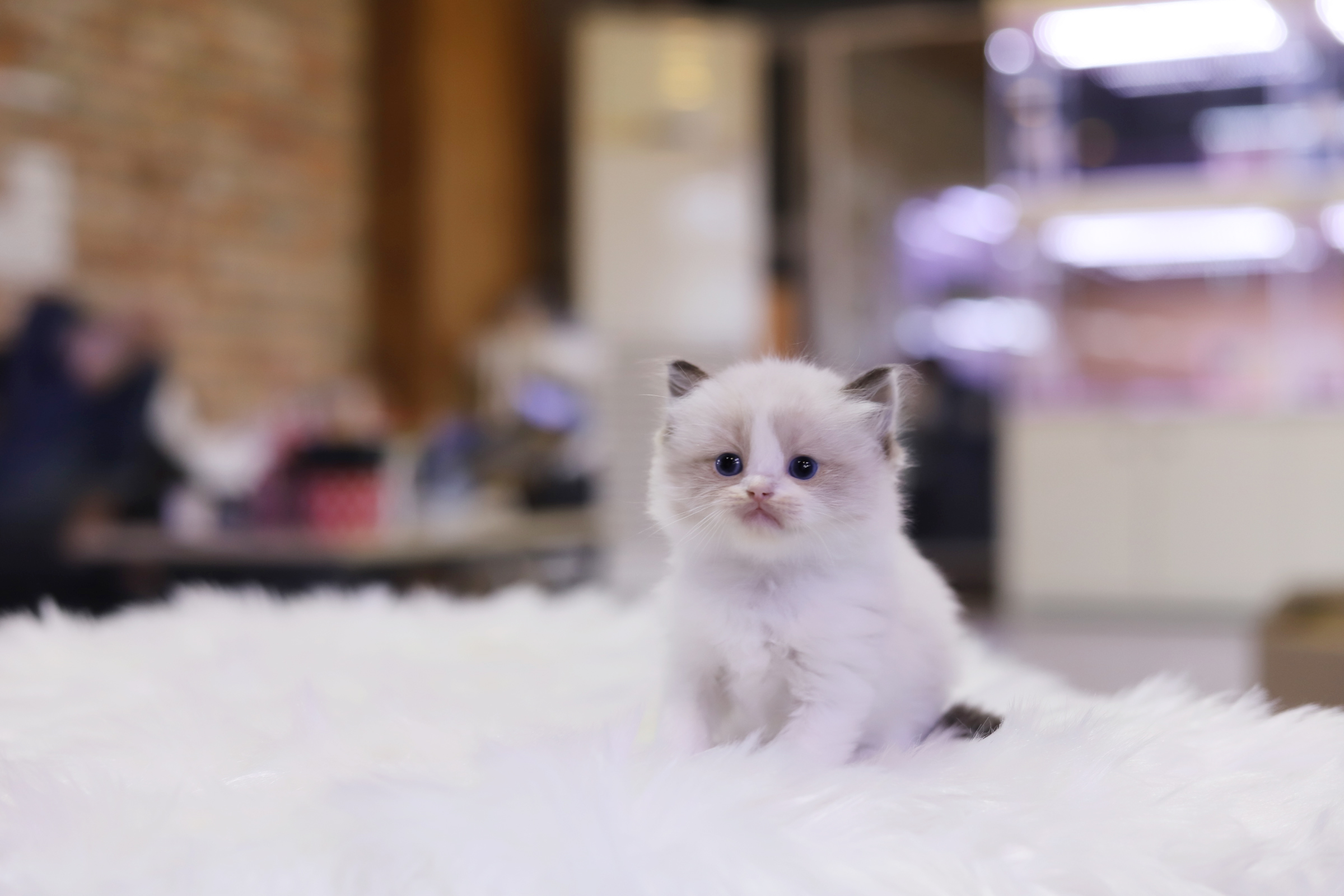 렉돌 분양합니다