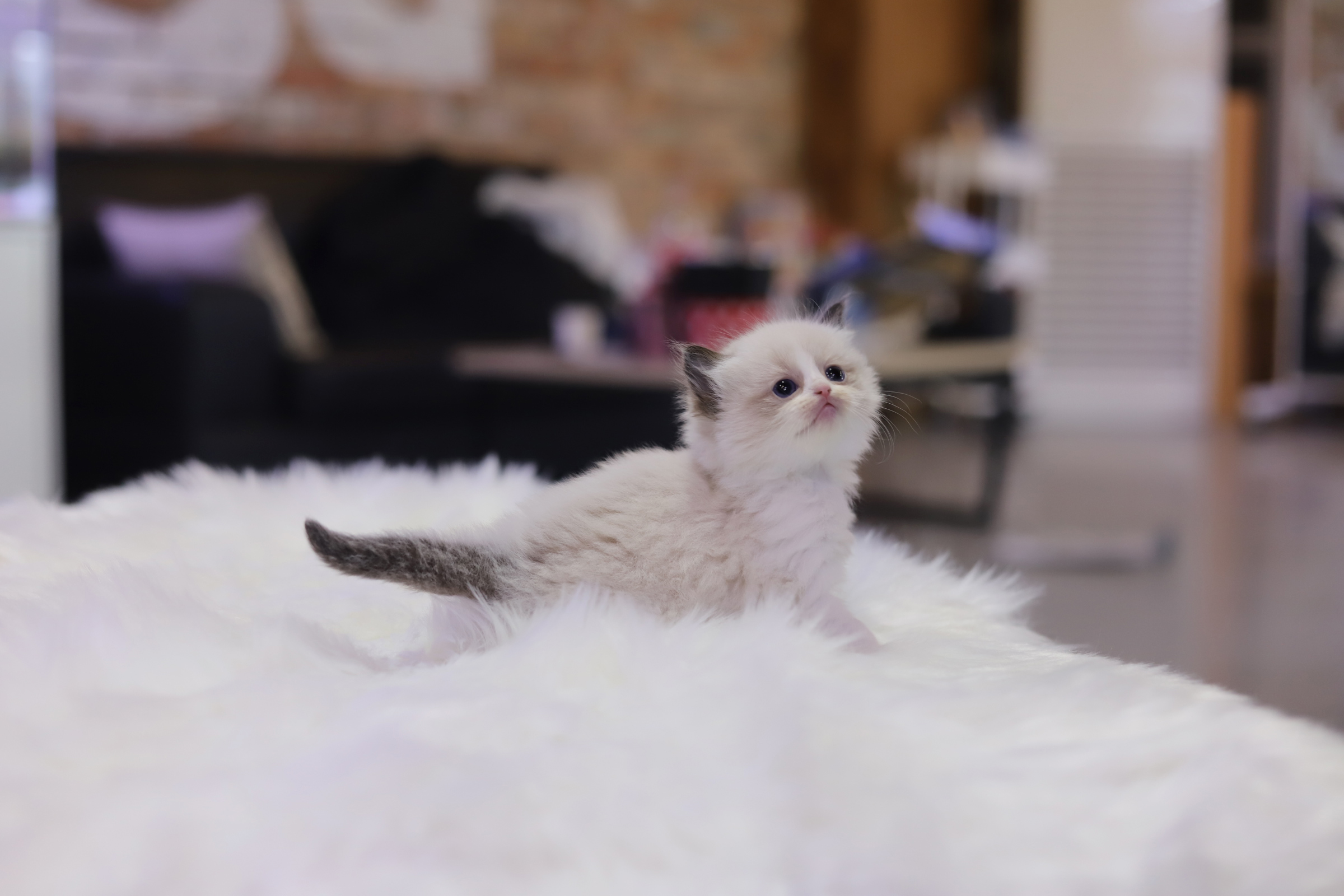 렉돌 분양합니다