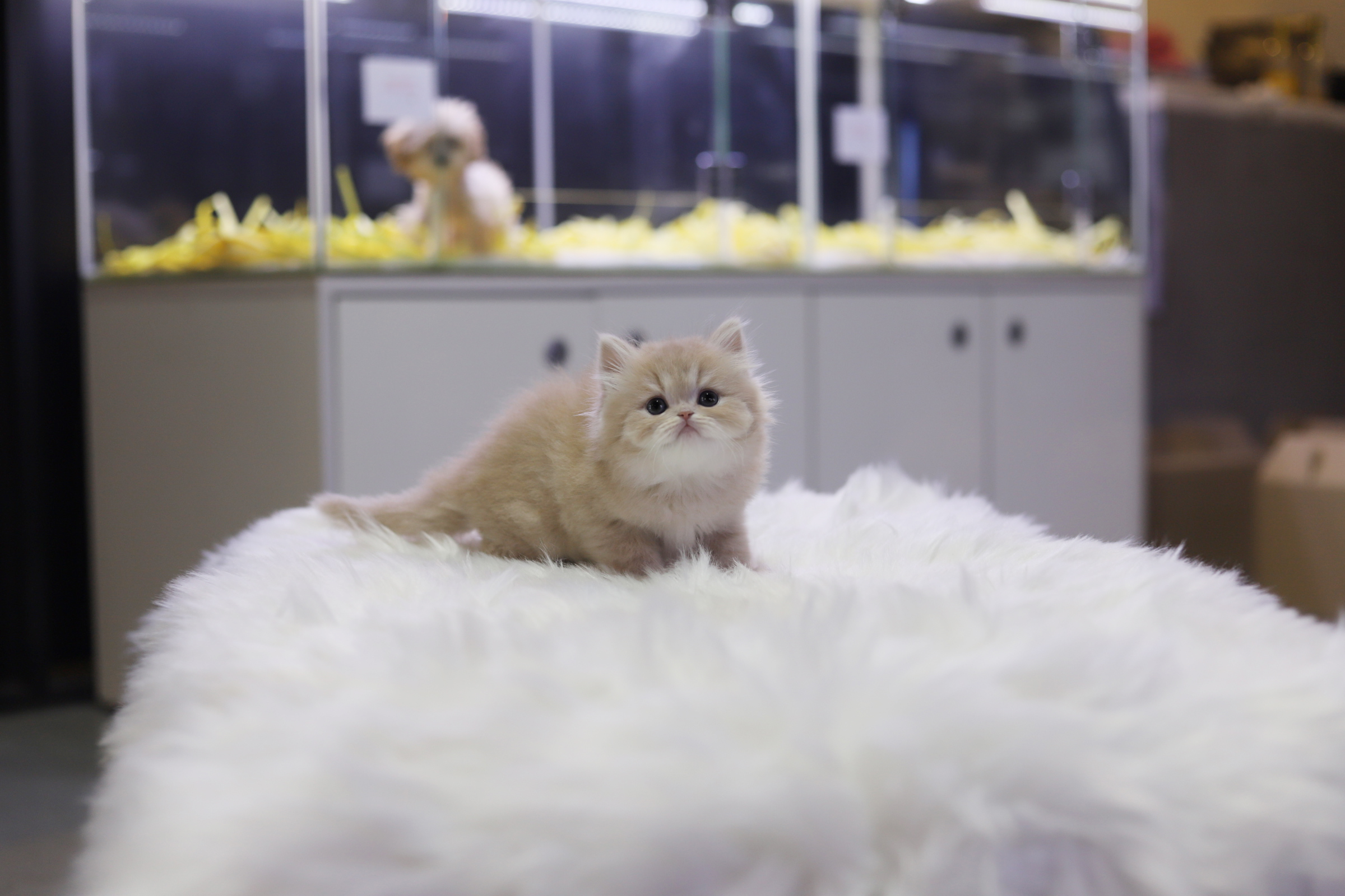 브리티쉬롱헤어 분양합니다