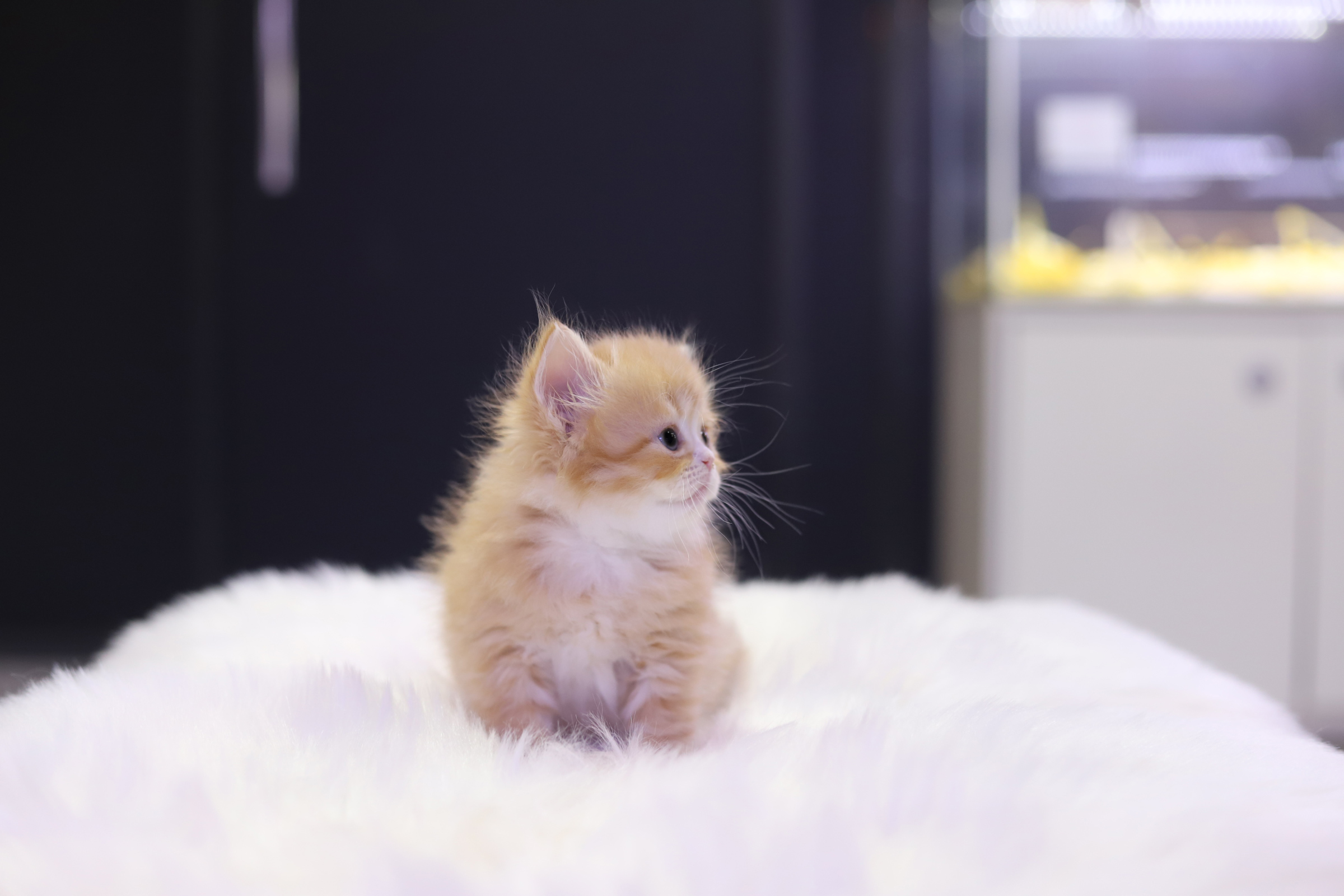 브리티쉬롱헤어 분양합니다