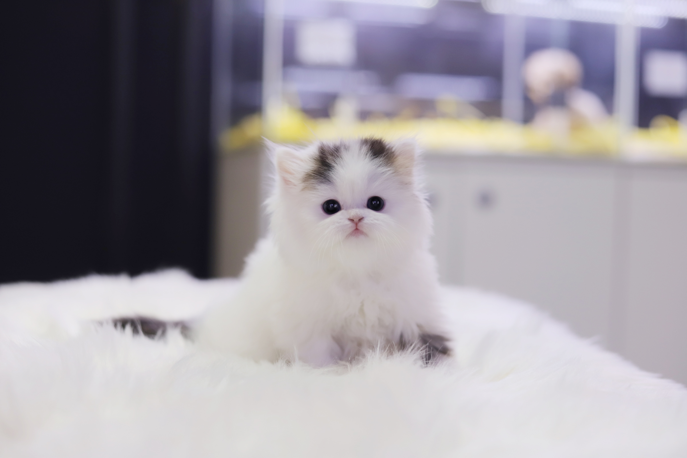 브리티쉬롱헤어 분양합니다