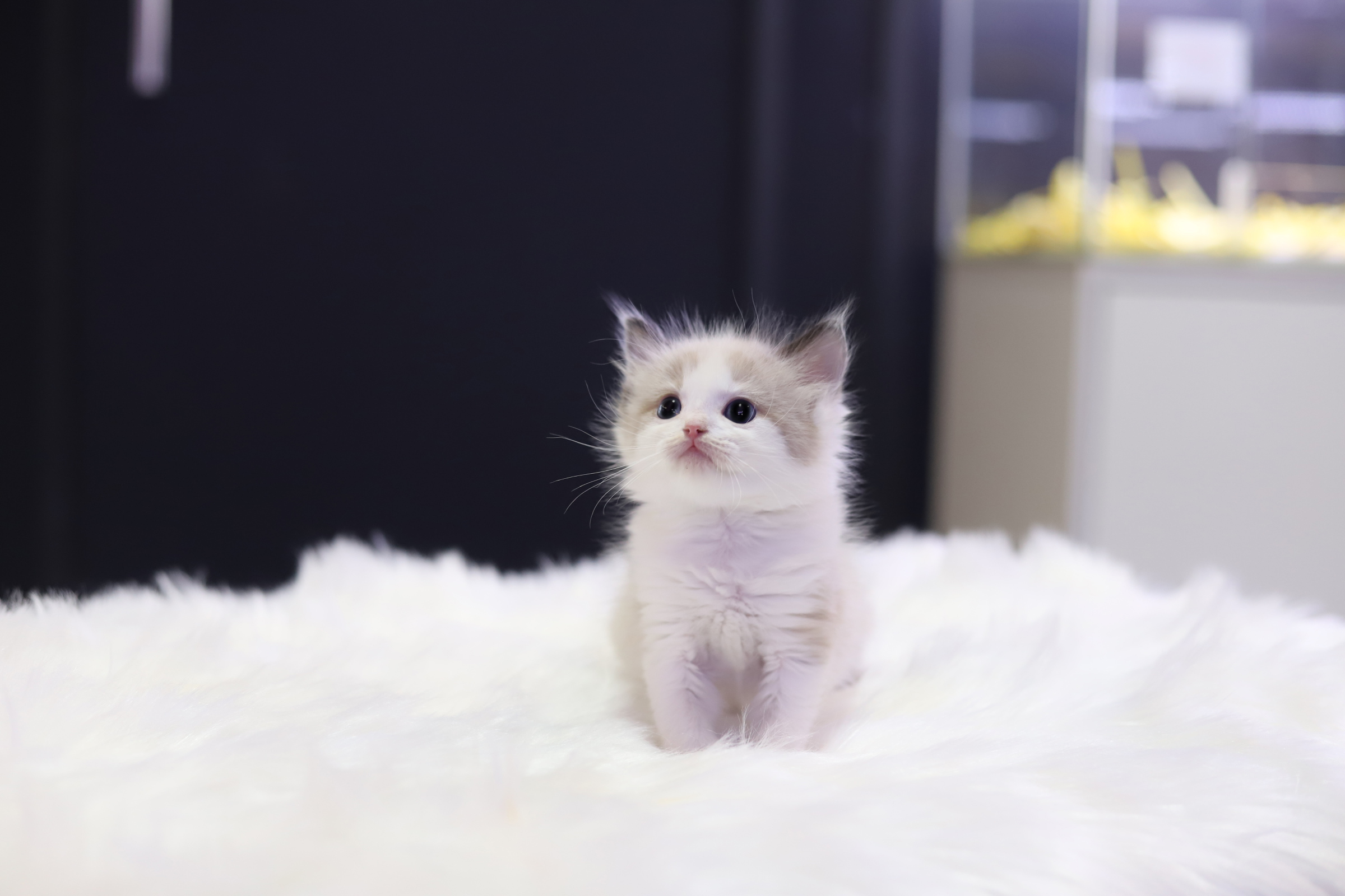 렉돌 분양합니다