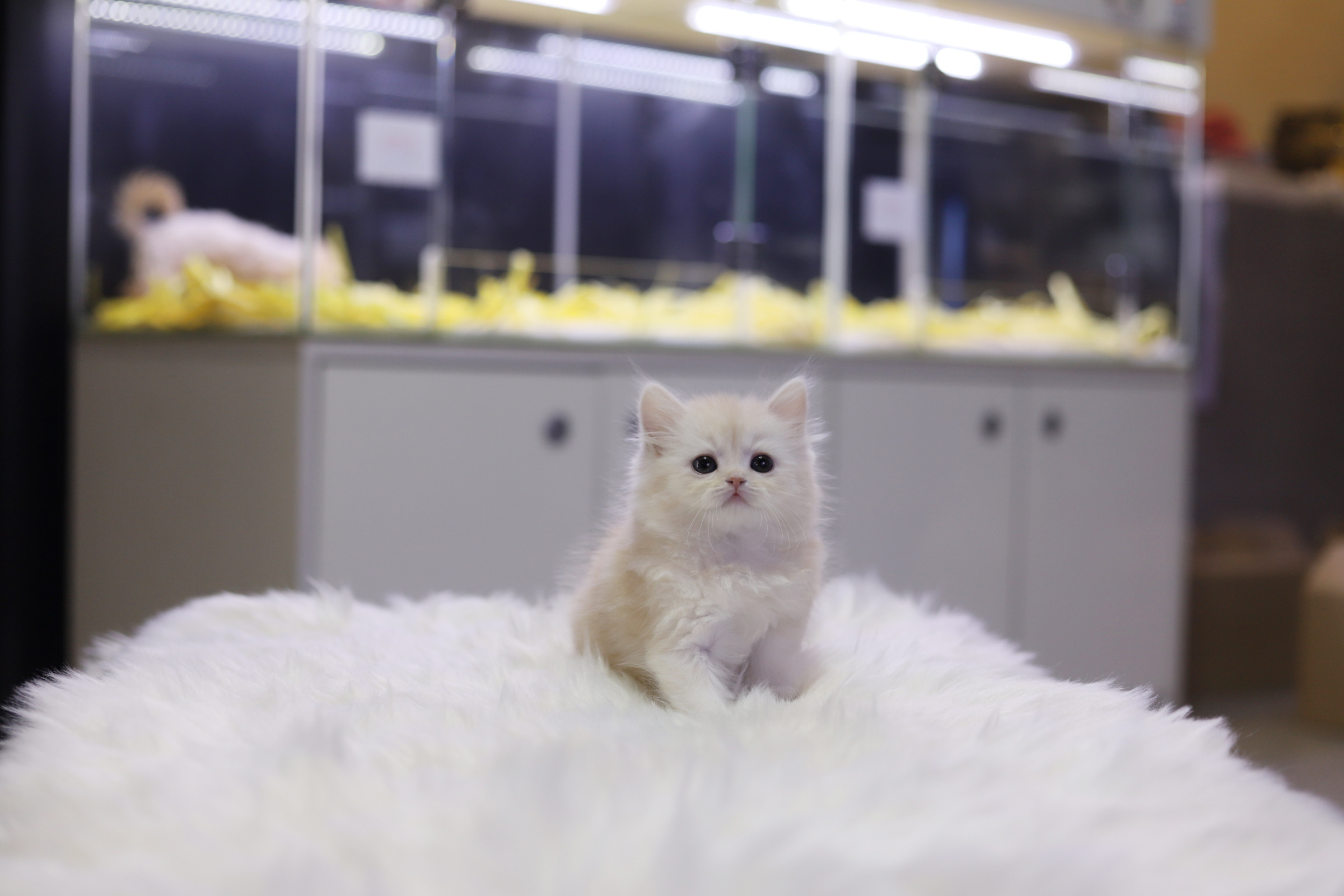 브리티쉬롱헤어 분양합니다