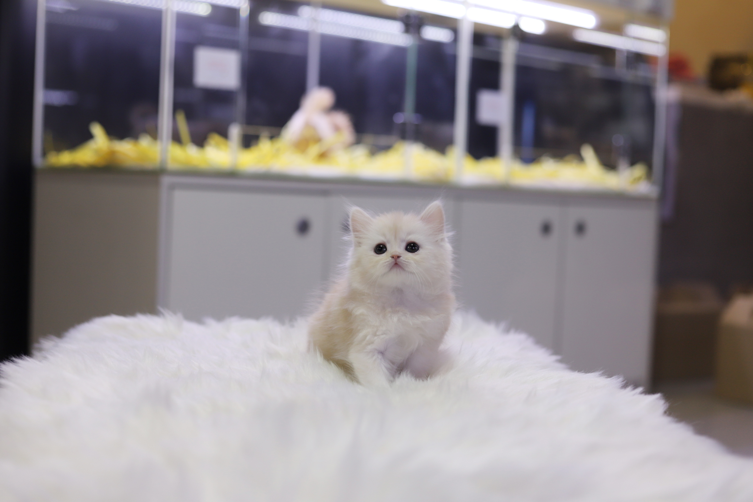 브리티쉬롱헤어 분양합니다