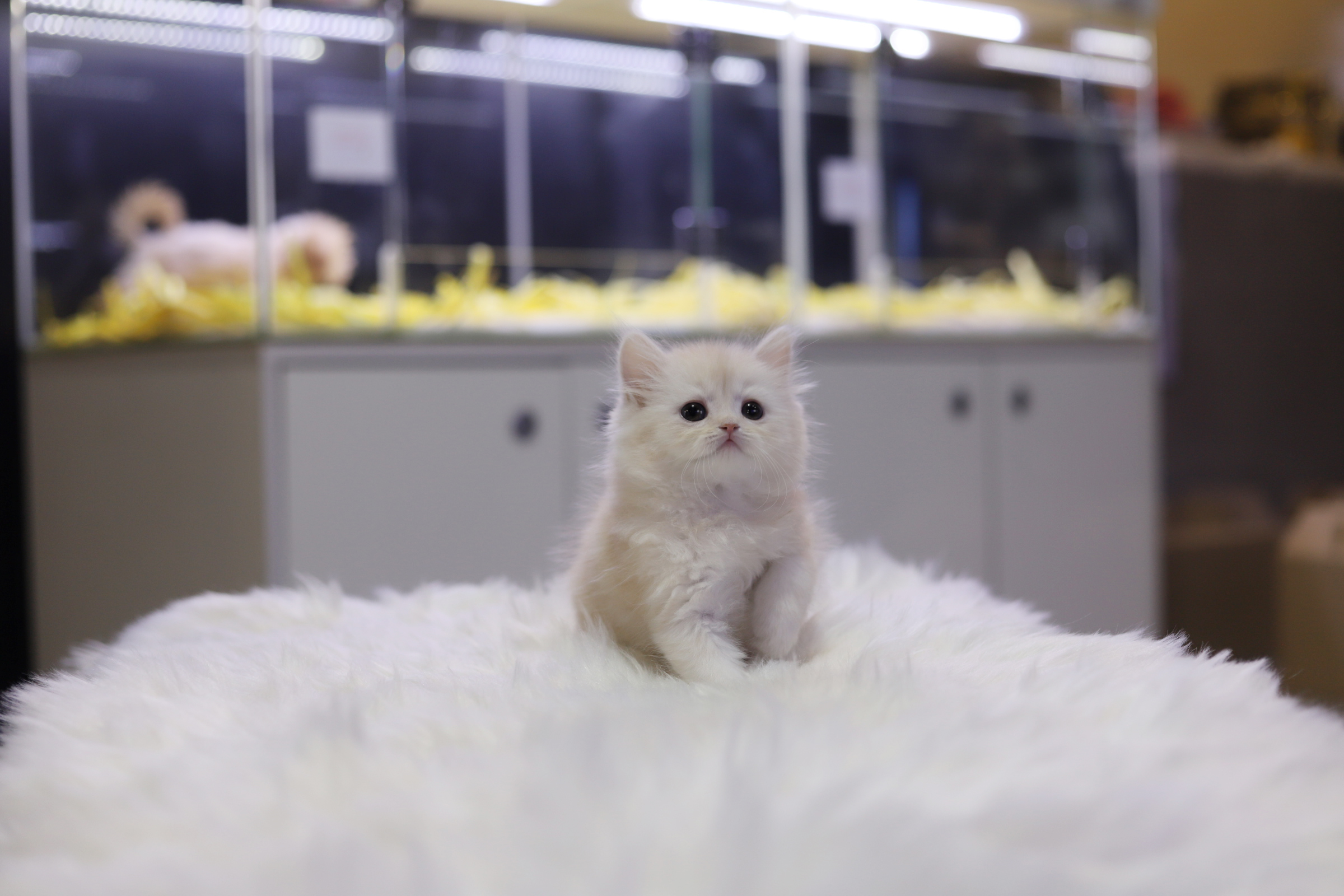 브리티쉬롱헤어 분양합니다