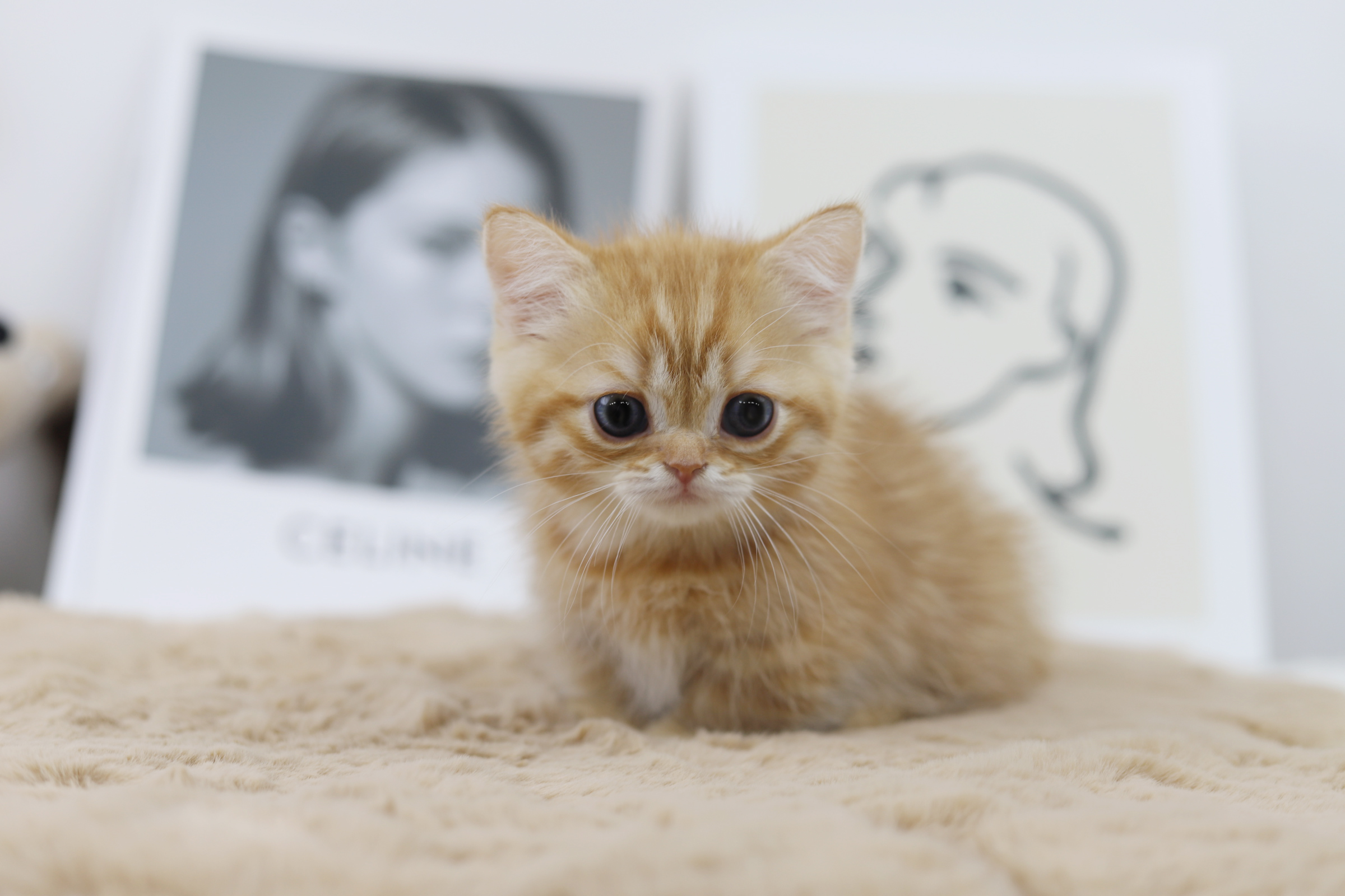 먼치킨(20만원부터)