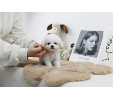 미니비숑 분양합니다