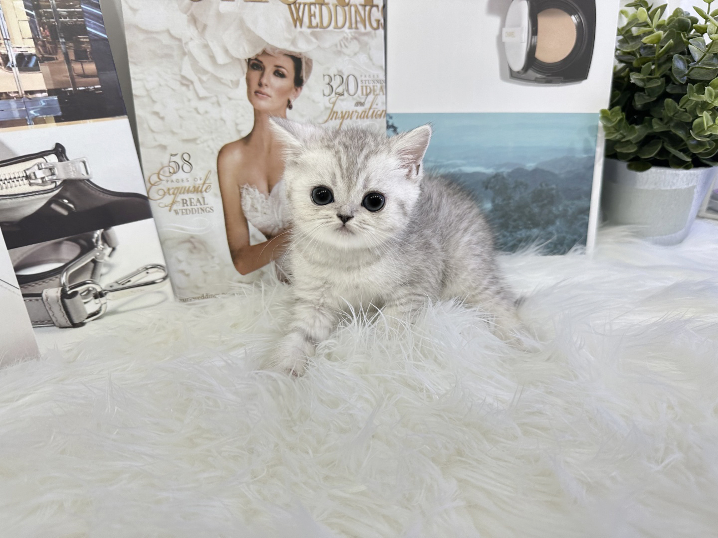 브리티쉬숏헤어 분양합니다