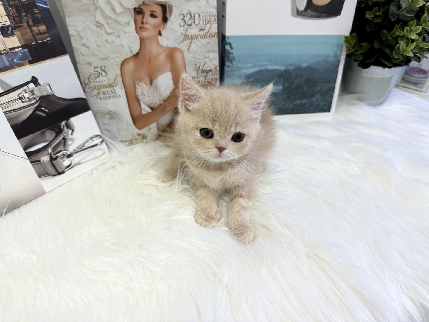 브리티쉬숏헤어 분양합니다