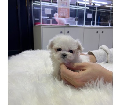 말티즈 분양합니다