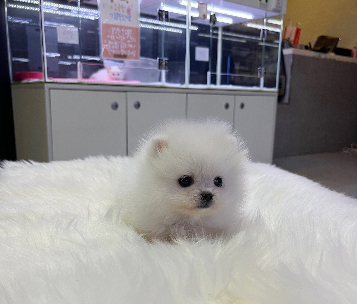 포메라니안 분양합니다