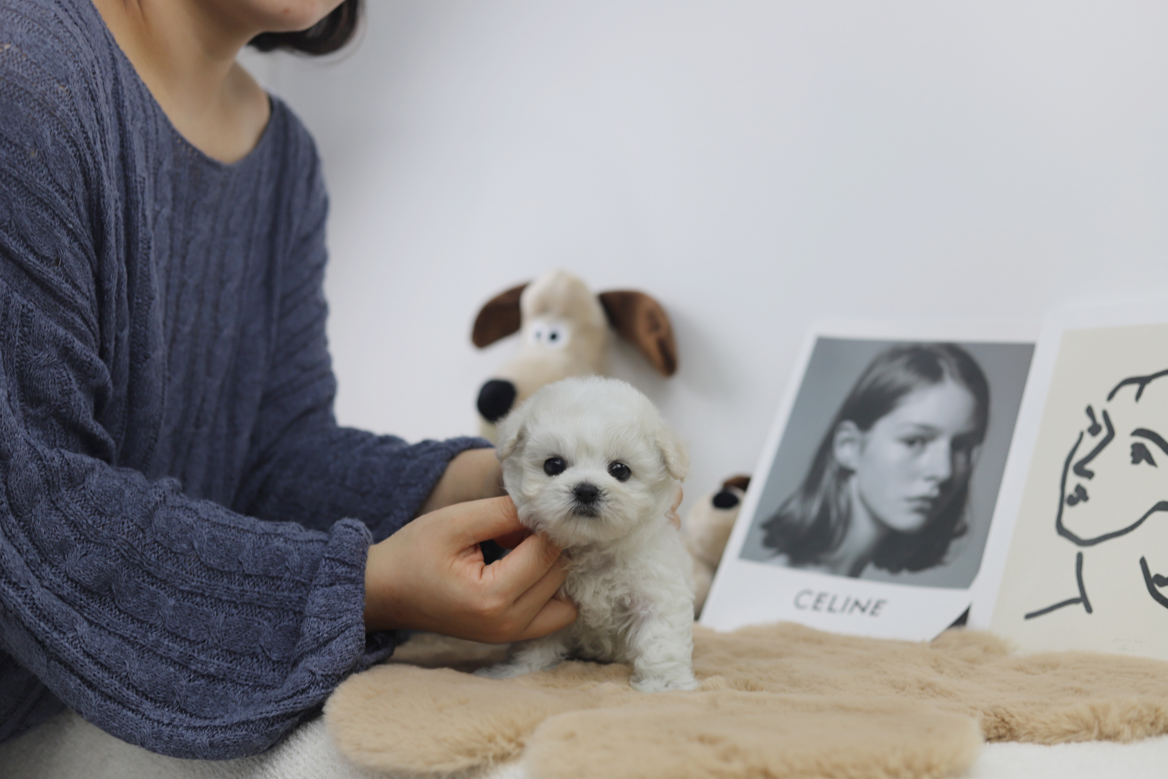 미니비숑 분양합니다