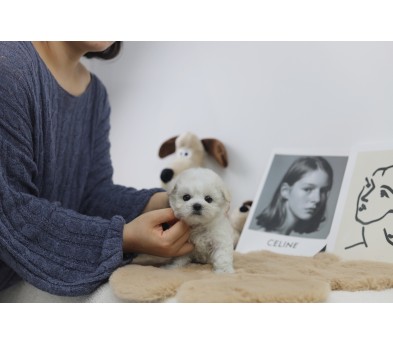 미니비숑 분양합니다