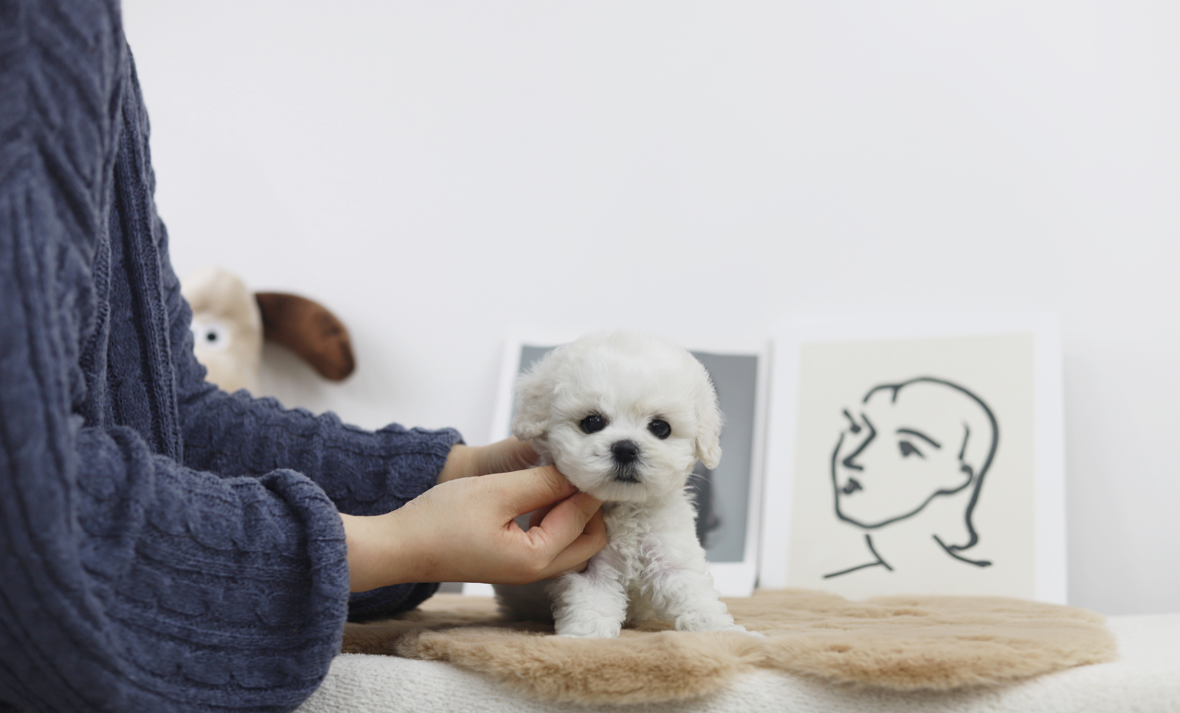 미니비숑 분양합니다