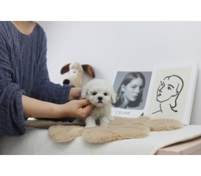 미니비숑 분양합니다