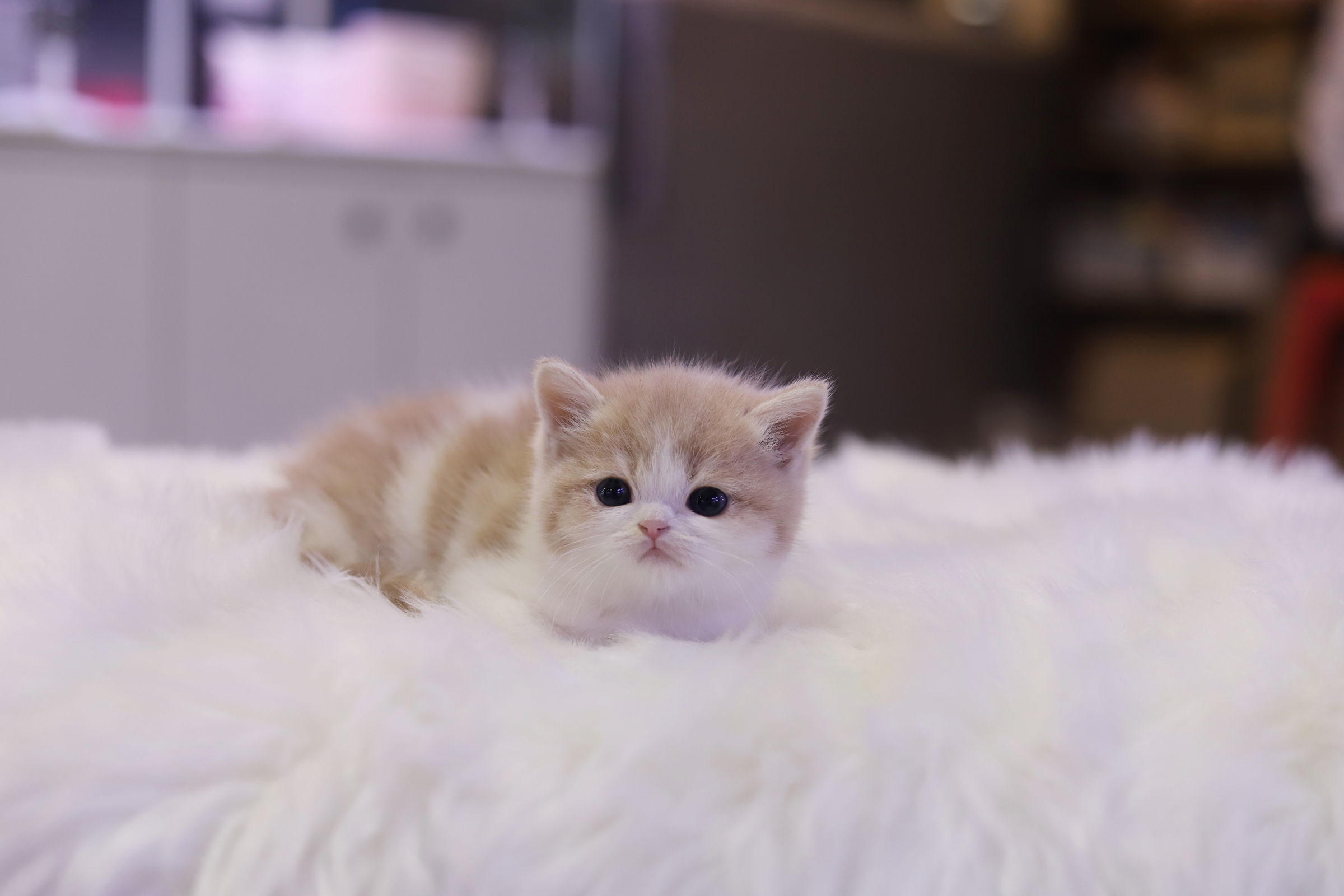 브리티쉬숏헤어 분양합니다