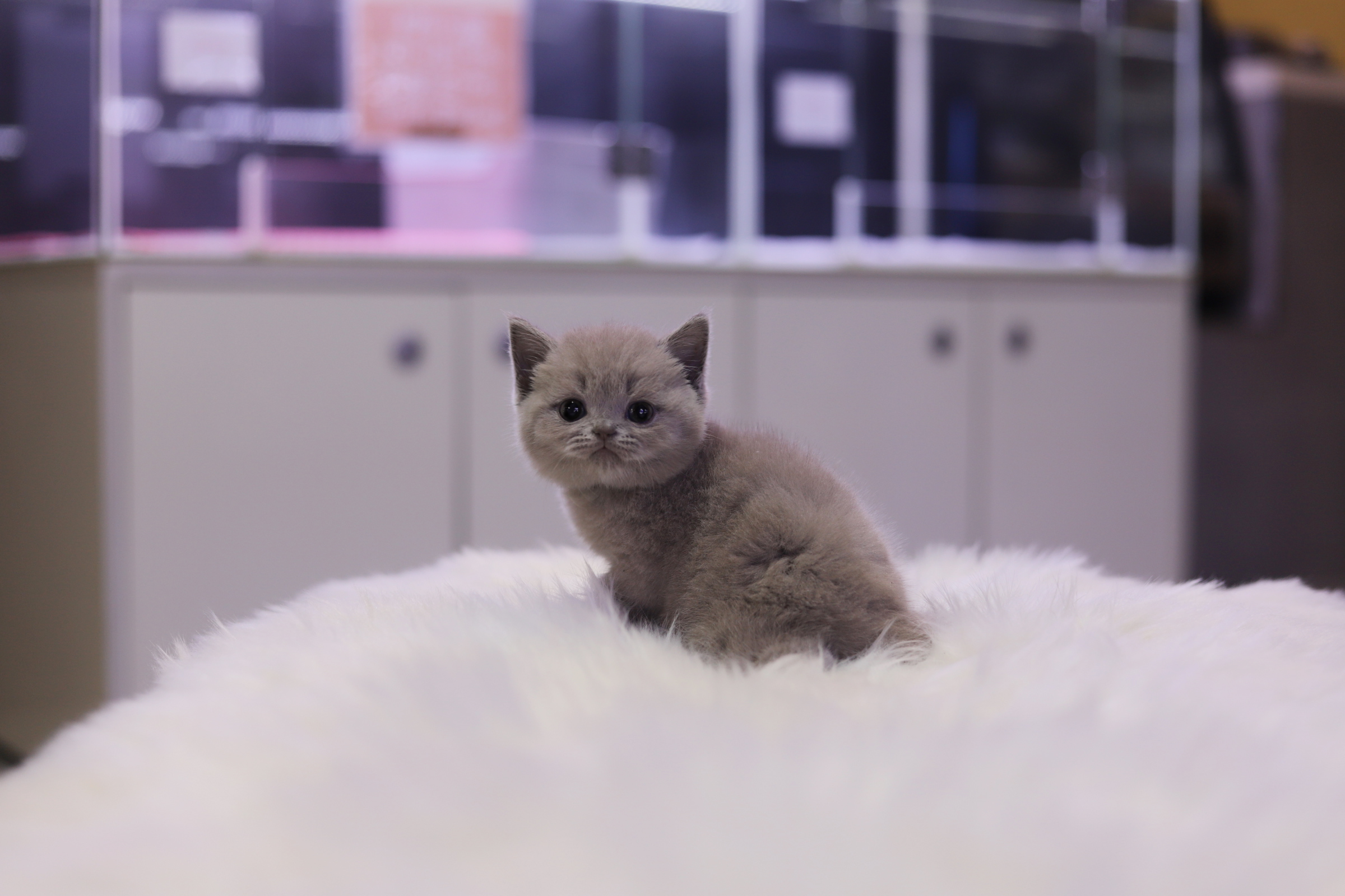 브리티쉬숏헤어 분양합니다