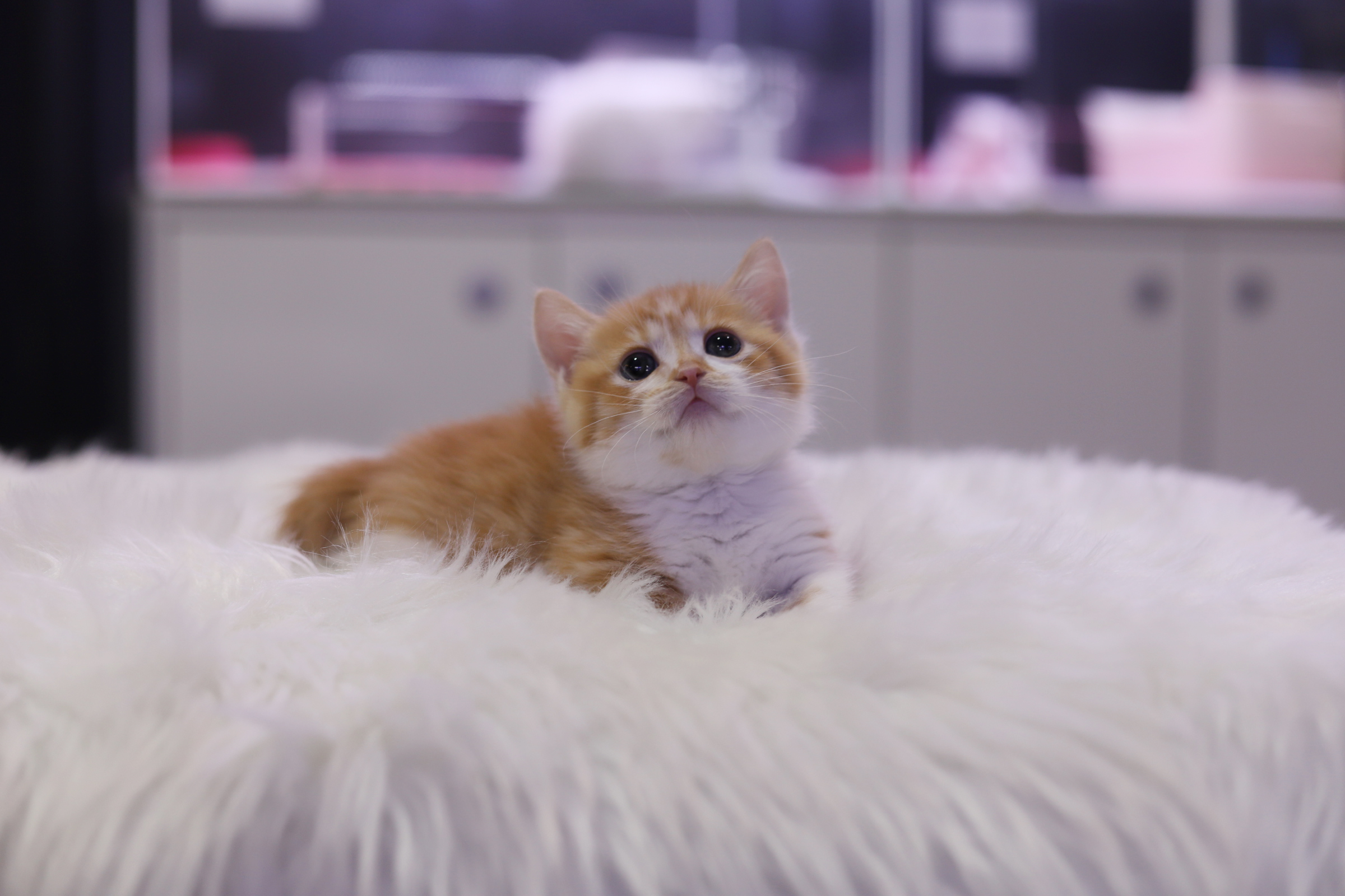 먼치킨(20만원부터)