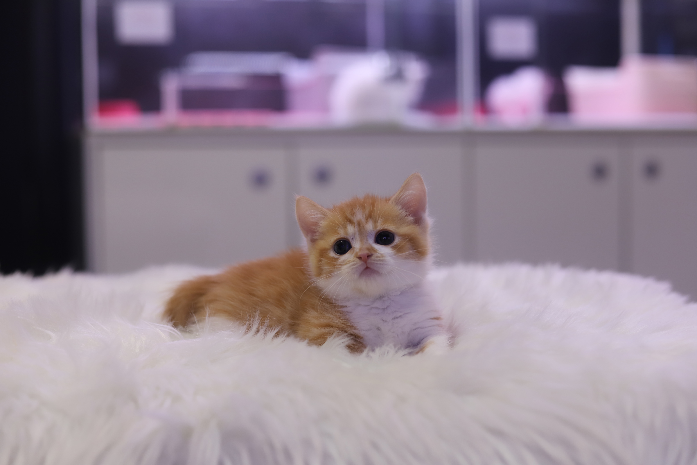 먼치킨(20만원부터)