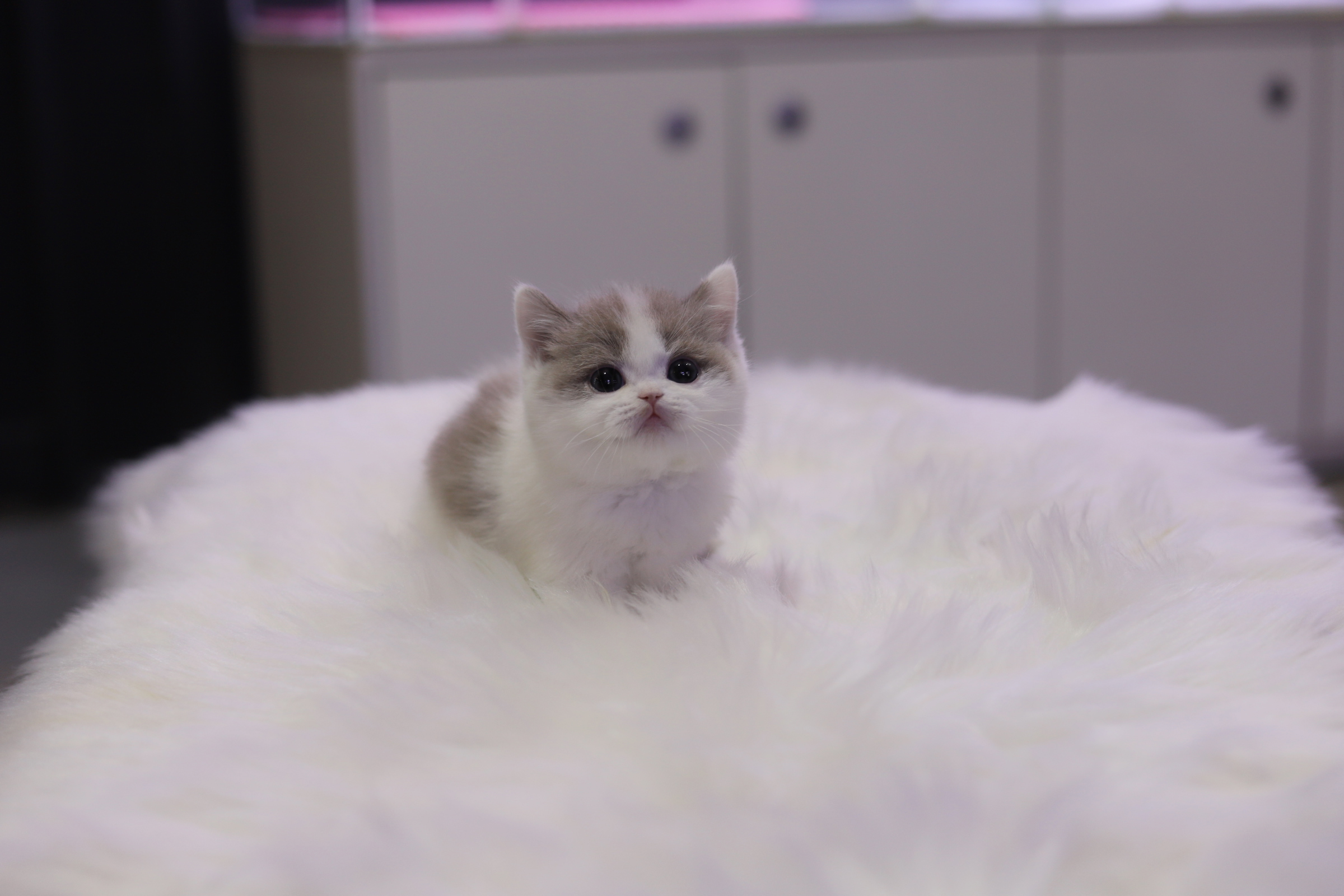 브리티쉬숏헤어 분양합니다